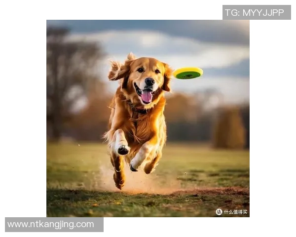 飞盘新手必看：轻松掌握技巧与配合的全面入门指南